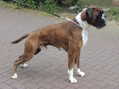 Odin von der Burg Singidunum