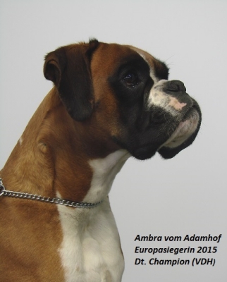 Ambra - Europasiegerin 2015 – Deutscher Champion (VDH)