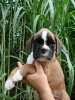 Atrix 7 Wochen