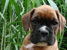 Aster